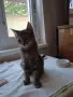 Дом за малко коте., снимка 9