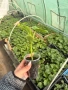 Разсад краставици Сандра F1, снимка 3