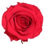 Луксозна вечна роза в опаковка BEAUTY & THE BEAST, снимка 2