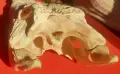 Уникална Челюст от КРОКОДИЛ, снимка 9