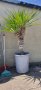 Юка #2 студоустойчива,висока 160см над 15 годишна, снимка 1 - Градински цветя и растения - 40609561