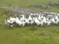 Гъски Толузки и Померански , снимка 1