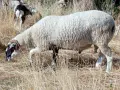 Продавам овен около 140 кг., снимка 1