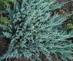 Хвойна Блу Чип, Juniperus hor. Blue Chip , снимка 1
