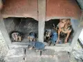 БАЛКАНСКИ ГОНЧЕТА, снимка 12