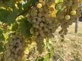 Продавам грозде кайлъшки мискет, снимка 1