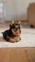 продавам мини Йоркширски териер ваксинирани и обеспаразитени , снимка 7