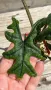 Alocasia 'Jacklyn', снимка 2
