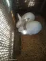 Зайци домашни различни видове, снимка 11