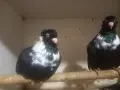 гълъби на въртене, снимка 1
