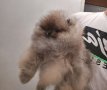 Померан, померанчета, снимка 7