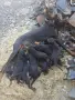 6женски доберманчета търсят нов дом, снимка 6