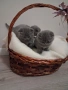 Шотландски клепоухи котета, снимка 4