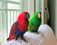 Благородни папагали Еклектус, снимка 3