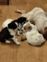 Продавам малки кученца епаньол бретон шпаньол, снимка 10