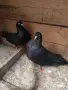 Два чифта дрезгави гълъби , снимка 6