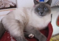 Бирмански сиамски котарак, снимка 5