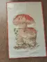Соц.покривка,ковьорче - гъби, снимка 3
