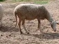 Свободни два броя овце!, снимка 3