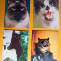 Картички Котки - лот 1, снимка 1 - Колекции - 39807449