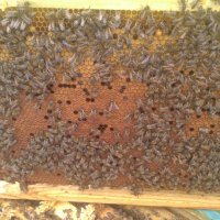 Пчелни отводки, снимка 9 - За пчели - 39565893