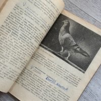 Отглеждане на гълъби Стефан Тончев , снимка 9 - Гълъби - 44252307