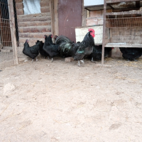  ПИЛЕТА и разплодни яйца от черен АВСТРАЛОРП , снимка 2 - Кокошки и пуйки - 44555227