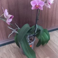 Орхидея фаленопсис Ravenna, снимка 1 - Стайни растения - 37358307