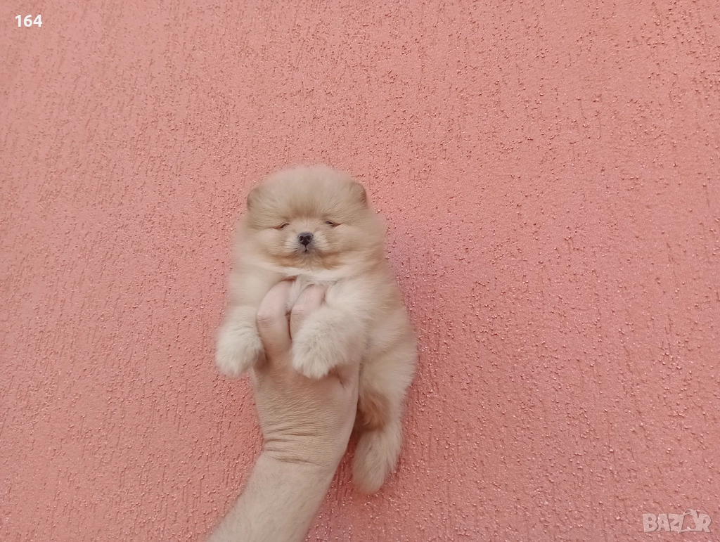 Мъжки Померан. Реални , снимка 1