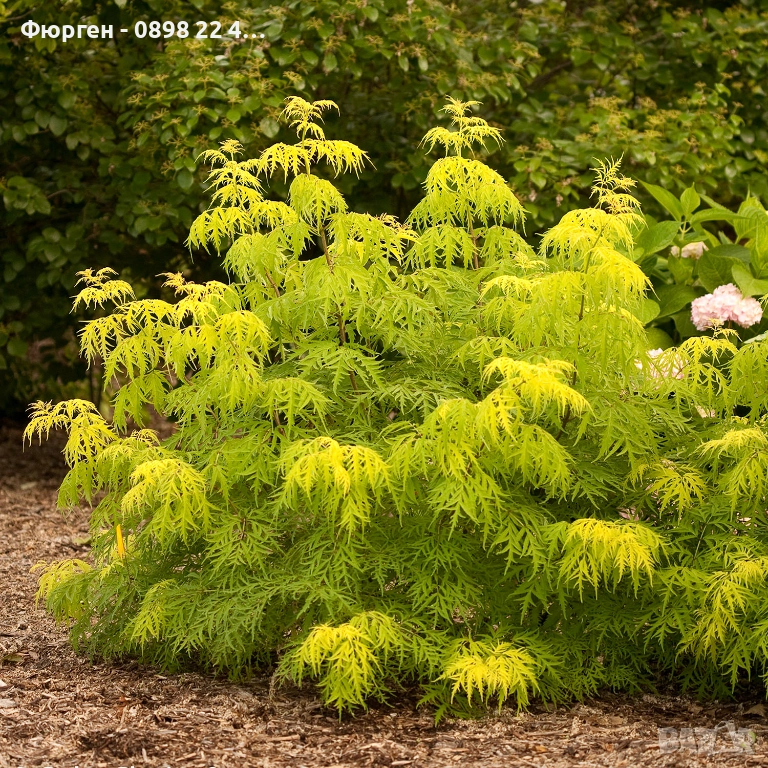 Червен бъз Lemony Lace – декоративен храст с лимоненожълта окраска, снимка 1