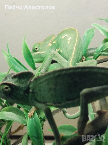 йеменски хамелеони и всичко необходимо за тяхното отглеждане, снимка 1