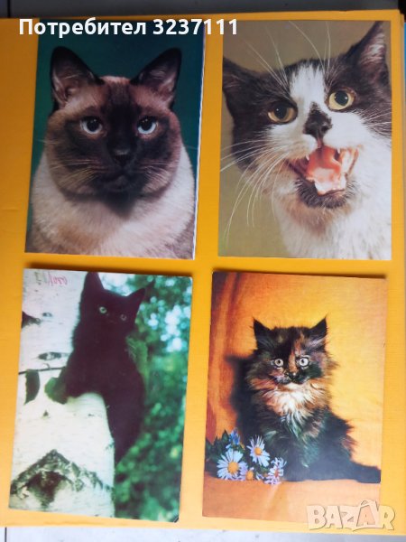 Картички Котки - лот 1, снимка 1
