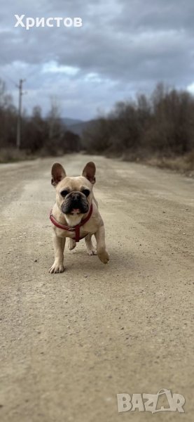 Мъжки френски булдог за разплод, снимка 1