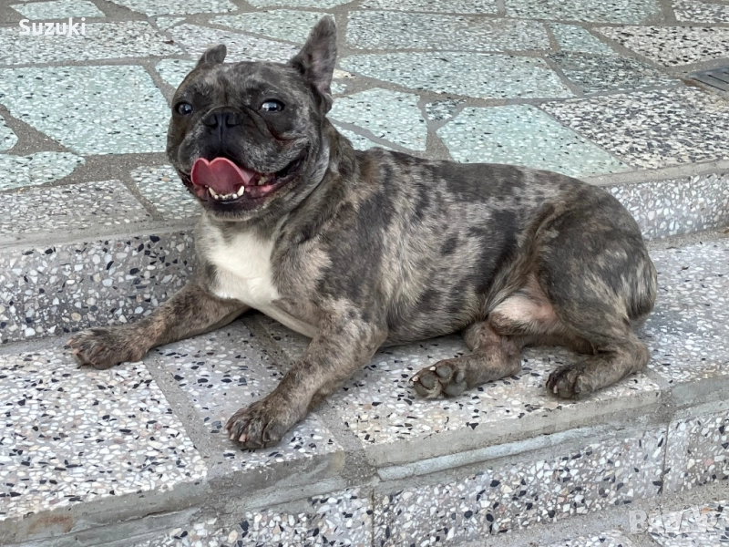 Мъжки Френски Булдог, снимка 1