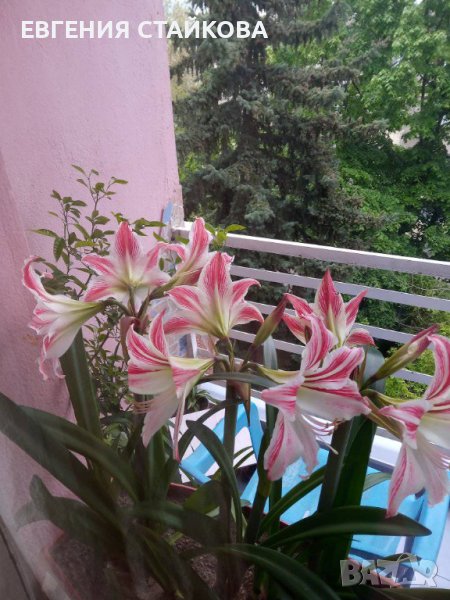 Продавам прекрасни хипеаструми. Безплатна доставка над 5 бр., снимка 1