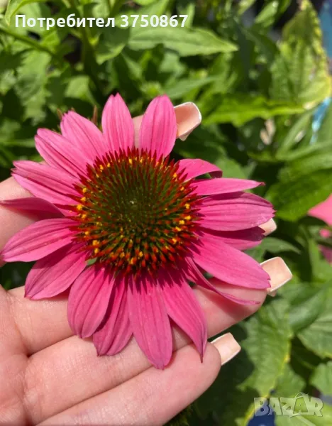 💜🧡🩷 Ехинацея / Echinacea 💜🧡🩷, снимка 1