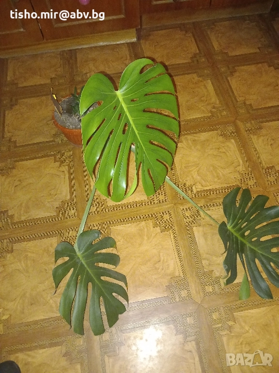 Филодендрон, снимка 1