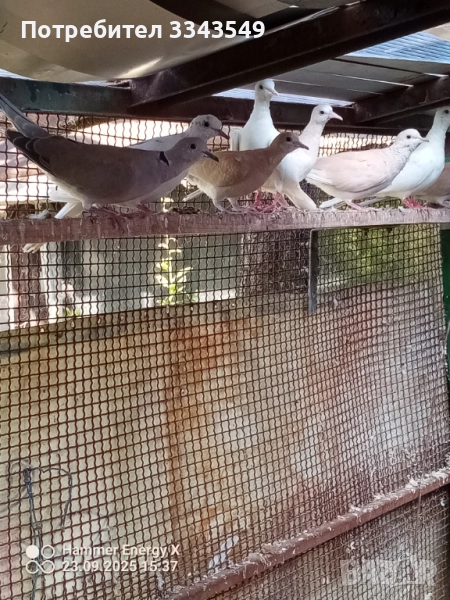 Продавам смеещи гугутки , снимка 1