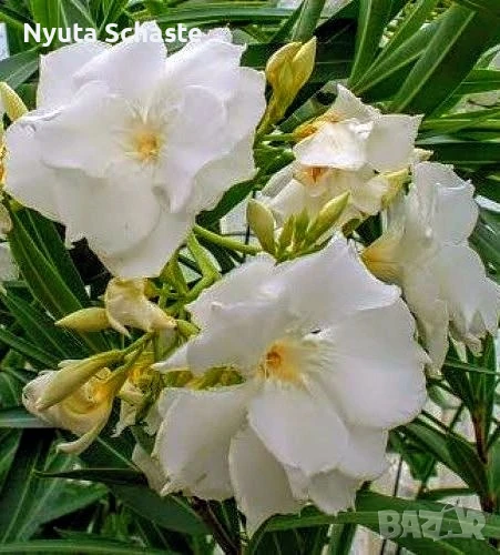 Зокум  Mont Blanc, снимка 1