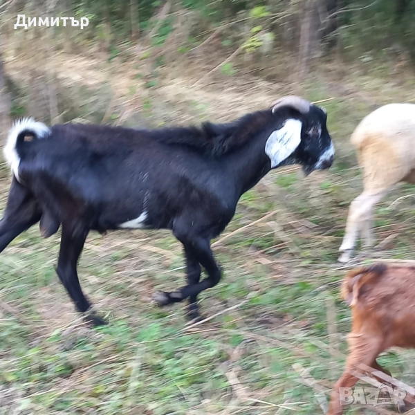 Англонубийски пръч , снимка 1