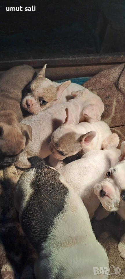 френски булдочета , снимка 1