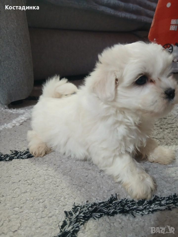 Продавам малко кученце малтийска булонка , снимка 1