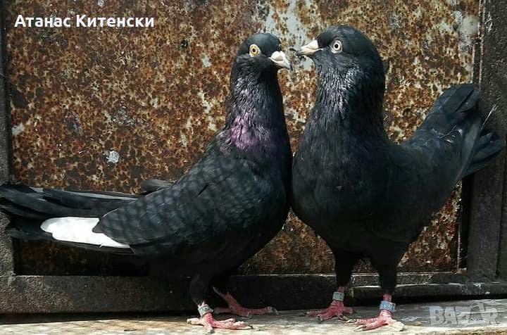 Пазарджишки  високолетачи , снимка 1