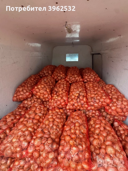 Продавам лук Лясковски , снимка 1