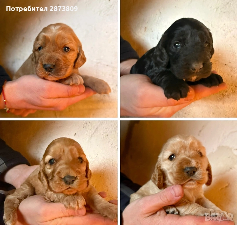 Кученца кокер шпаньол ( женски ), снимка 1