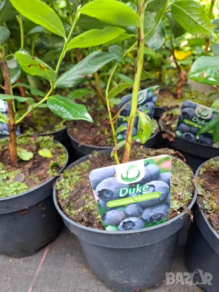 Американска боровинка в саксия , снимка 1