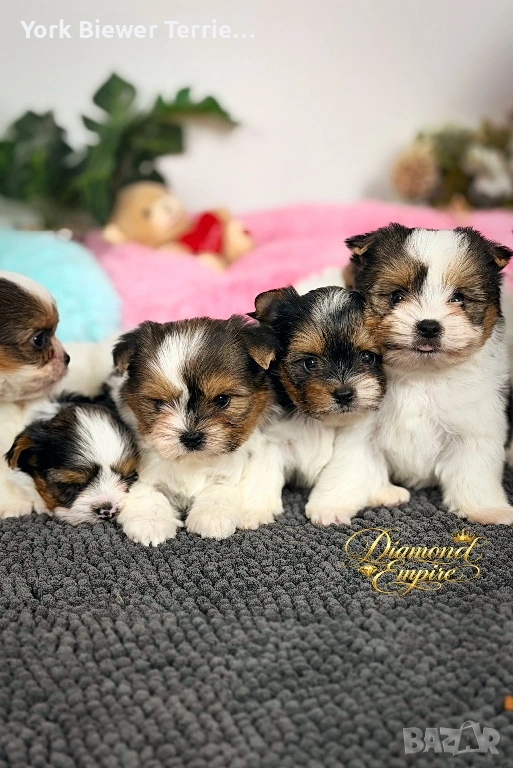 Йоркширски Териер! Сладури бебета  с родословие за деца и възрастни! Доставка , снимка 1