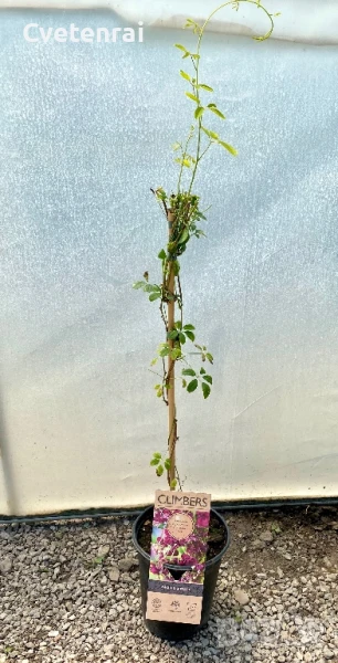 Акебия - шоколадова лоза, снимка 1