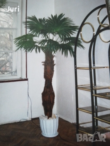 Изкуствена палма като истинска