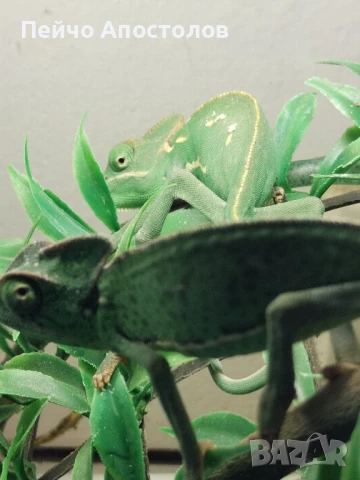 йеменски хамелеони и всичко необходимо за тяхното отглеждане, снимка 1